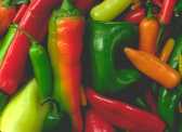 Piments chilis