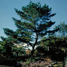 Pine (Pinus)