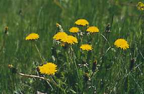 Taraxacum officinale