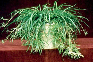 plantes dépolluantes Chlorophytum_comusum