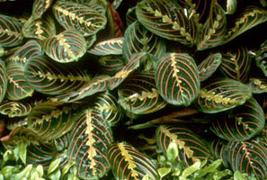 Maranta, Gagnon, Raymond