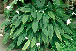 Les plantes vertes des amies qui vous veulent du bien ... Spathiphyllum_wallisii_mt