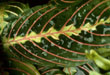 Maranta, Gagnon, Raymond