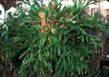 Platycerium bifurcatum var. hillii