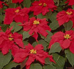 Poinsettia 'Dark Red Heg'