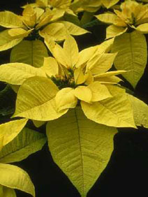 Poinsettia 'Lemon Drop'
