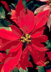 Poinsettias !