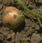 Pomme de terre