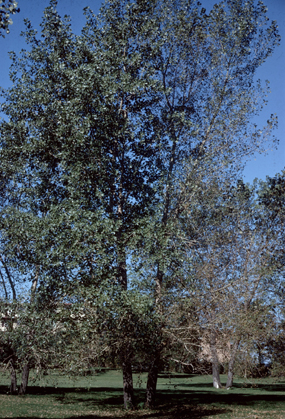 Populus deltoides, le peuplier delto�de. Photo: Jardin botanique de Montr�al