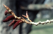 Chatons m�les de Populus deltoides qui produisent le pollen; photo Normand Cornellier