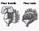 Illustration tir�e de la Flore de Marie-Victorin; illustration du Fr�re Alexandre