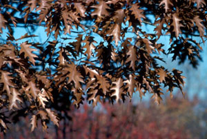 Feuillage bronz� du ch�ne rouge - photo Richard Lavertue