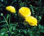 Ranunculus asiaticus 'Bloomingdale Pure Yellow'
