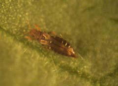 Thrips, Photo : Daniel Fortin