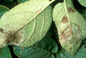Downy Mildews , 
