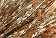 Scales (Outdoor), Maynard, Pascale