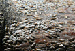 Scales (Outdoor), Maynard, Pascale