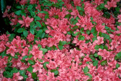 Rhododendron 'Kiusianum Benisuzume'