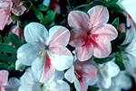 Azal�e (Rhododendron) de type Satsuki 'Kyokko'