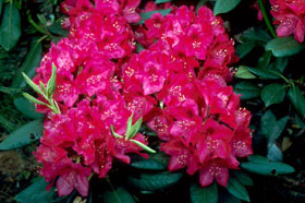 Rhododendron 'Nova zembla'