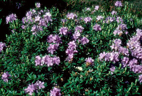 Rhododendron 'Purple Gem'