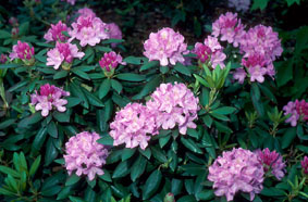 Rhododendron 'Roseum Elegans'
