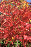 Le beau feuillage du sumac vinaigrier � l'automne