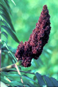 Gros plan de la grappe de Rhus typhina