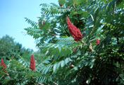 Inflorescences de sumac vinaigrier