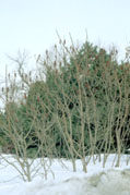 En hiver, on voit bien les troncs ramifi�s � la base