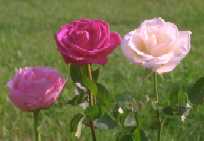 3 couleurs de roses