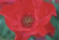 Rosier 'Amsterdam' (floribunda)