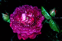 Rosier ancien 'Cardinal de Richelieu '