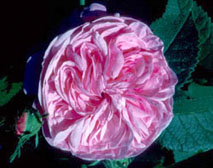 Species roses 'La ville de Bruxelle'