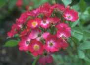 Rosa 'Marjorie Fair' (arbustif)