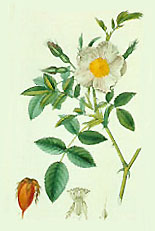 Rosa Canina