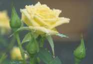 Rosa 'Crème glacée'