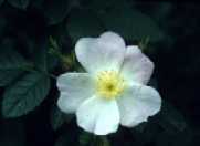 Rosa eglanteria; photo Raymond Gagnon