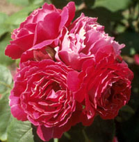 Rosa floribundas 'intrigue'