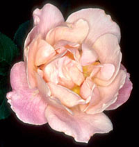 Rosa floribundas 'Southampton'