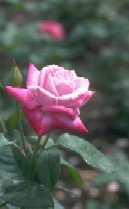 Rosa 'Paradise'