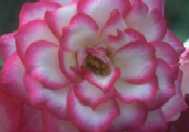 Rosier hybride rose et blanc