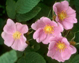 Rosa Majalis
