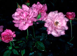 Rosier miniature 'Sachet'