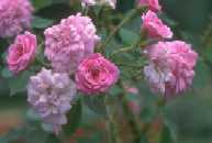 Roses miniatures