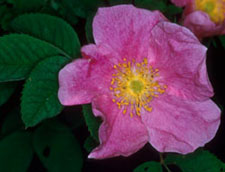 Rosier sauvage 'rosa blanda'