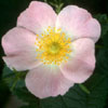 Rosier églantier