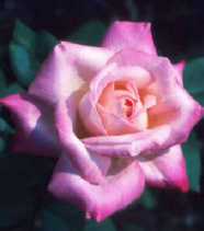 Rose 'Montr�al'