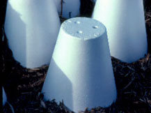 http://www2.ville.montreal.qc.ca/jardin/images/plantes/rose_protection_hivernale_cone.jpg