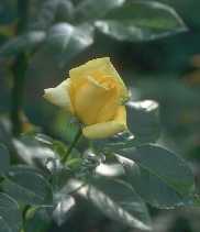 Rose'Qu�bec'